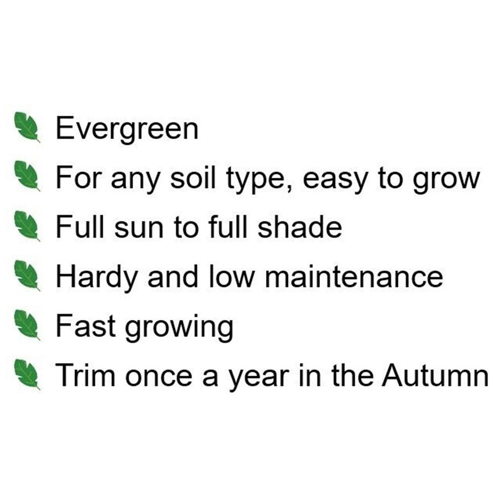 Inspirational Gifting Laurel Evergreen Bare Root Hedge Plant 3-4ft 10 Pack Image 8