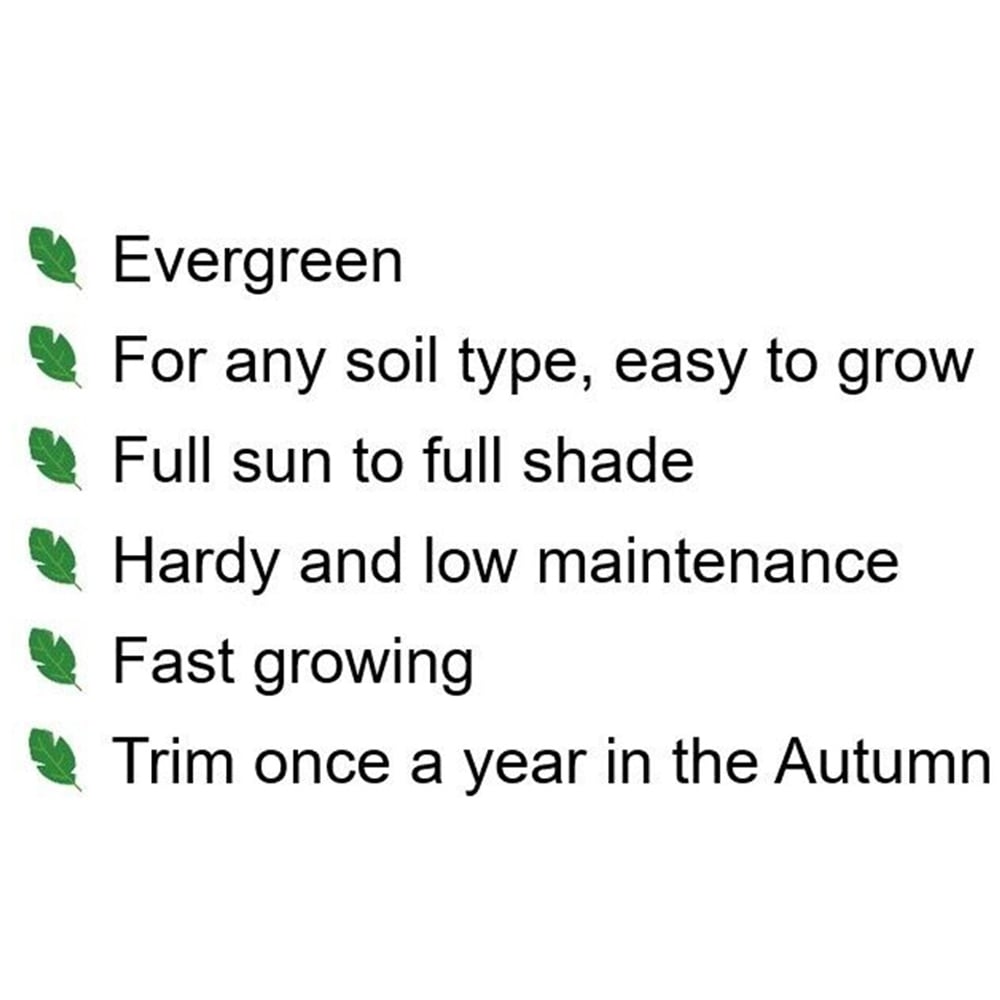 Inspirational Gifting Laurel Evergreen Bare Root Hedge Plant 3ft 5 Pack Image 8