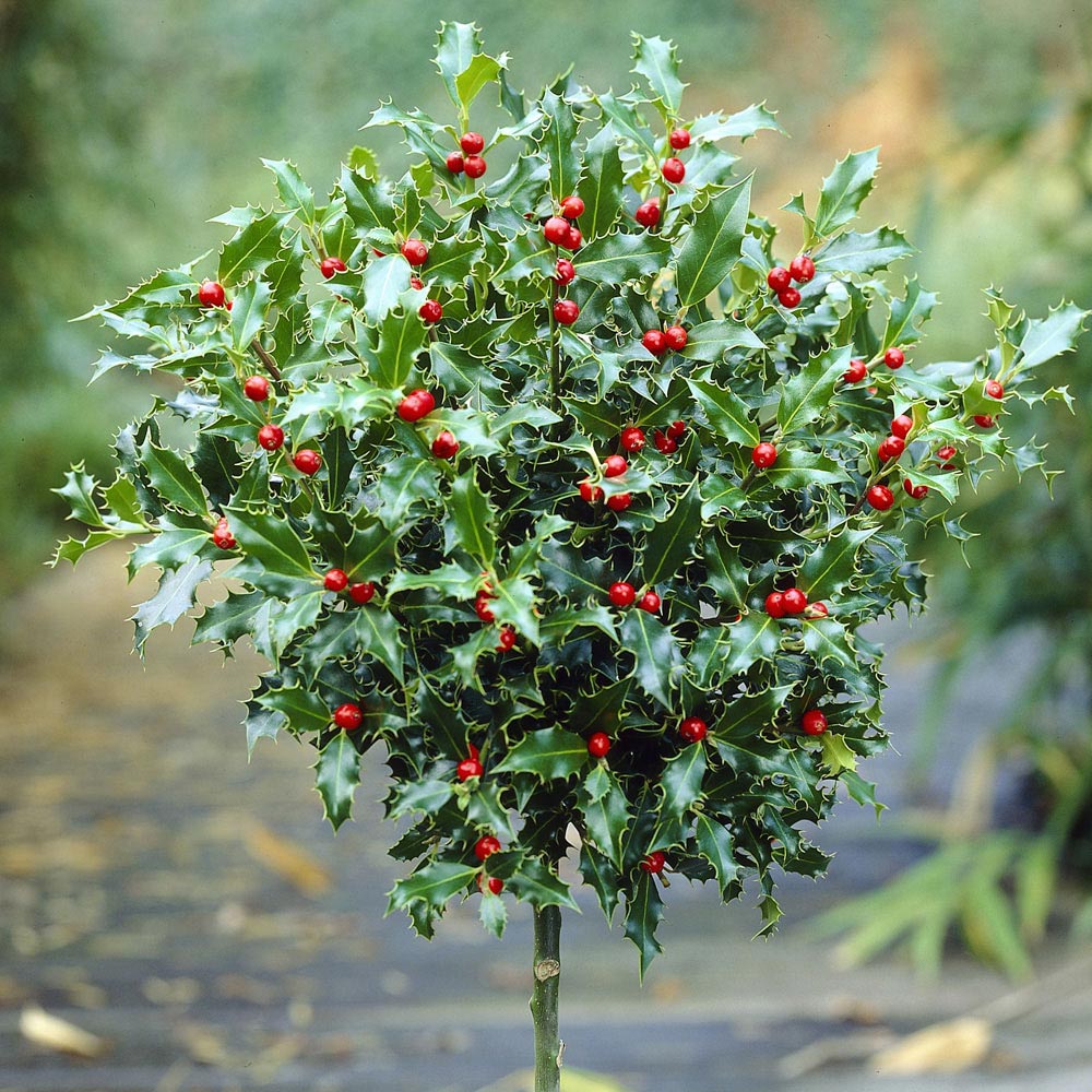 YouGarden Pair Of Holly Standards 80cm 2 Pack Image 2