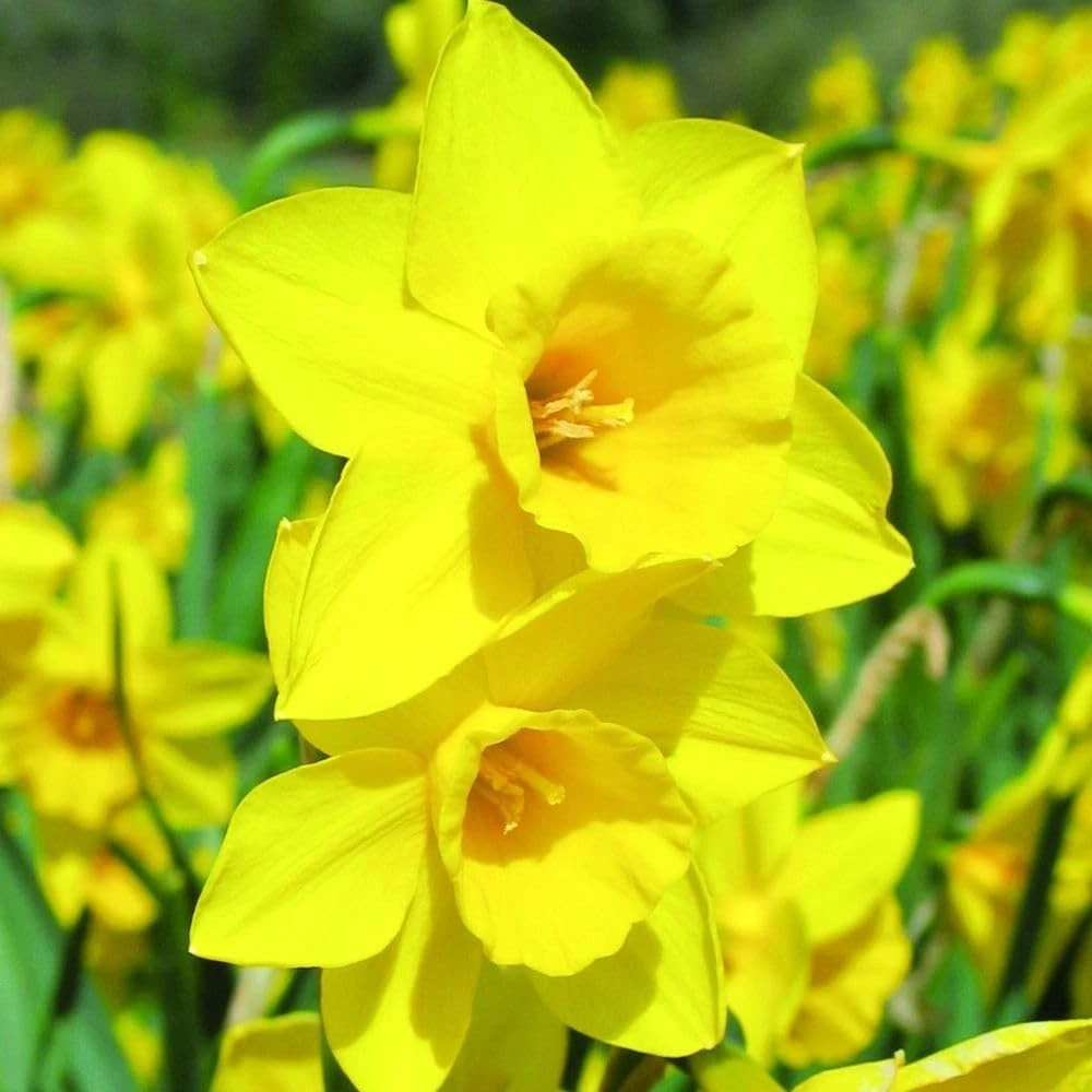 Thompson and Morgan Daffodil Cornish Rosemoor Gold Planting Bulb 32 Pack Image 3
