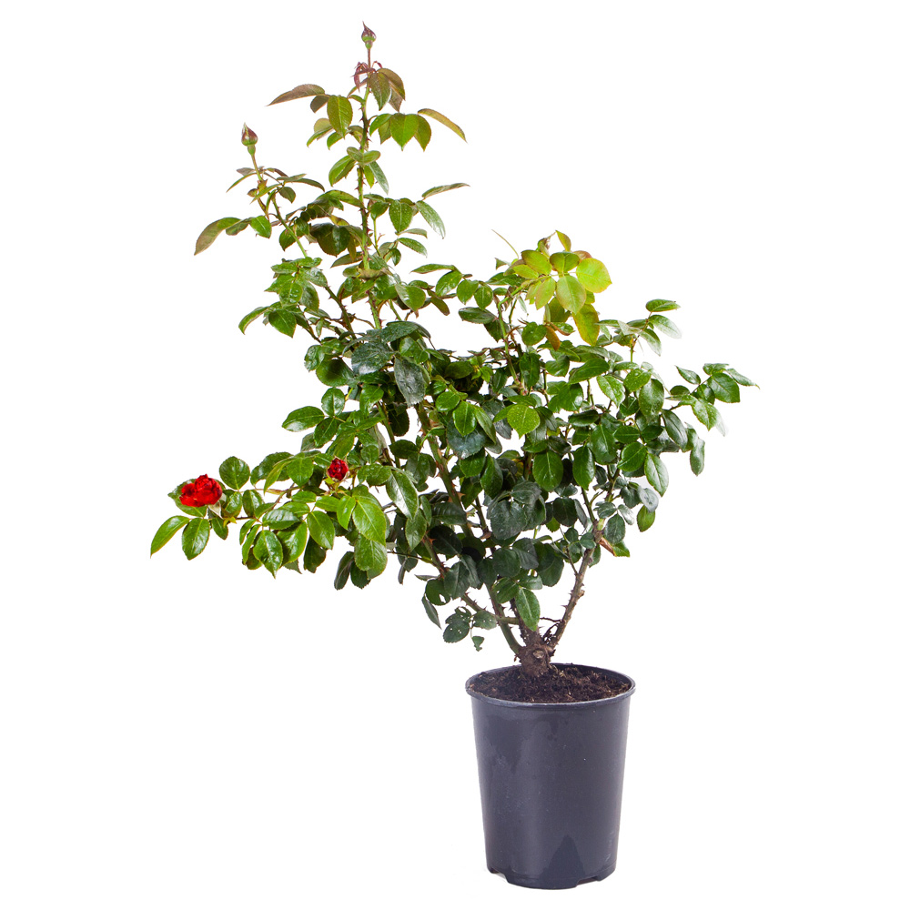 YouGarden Hot Chocolate Rose Pot 3L Image 4