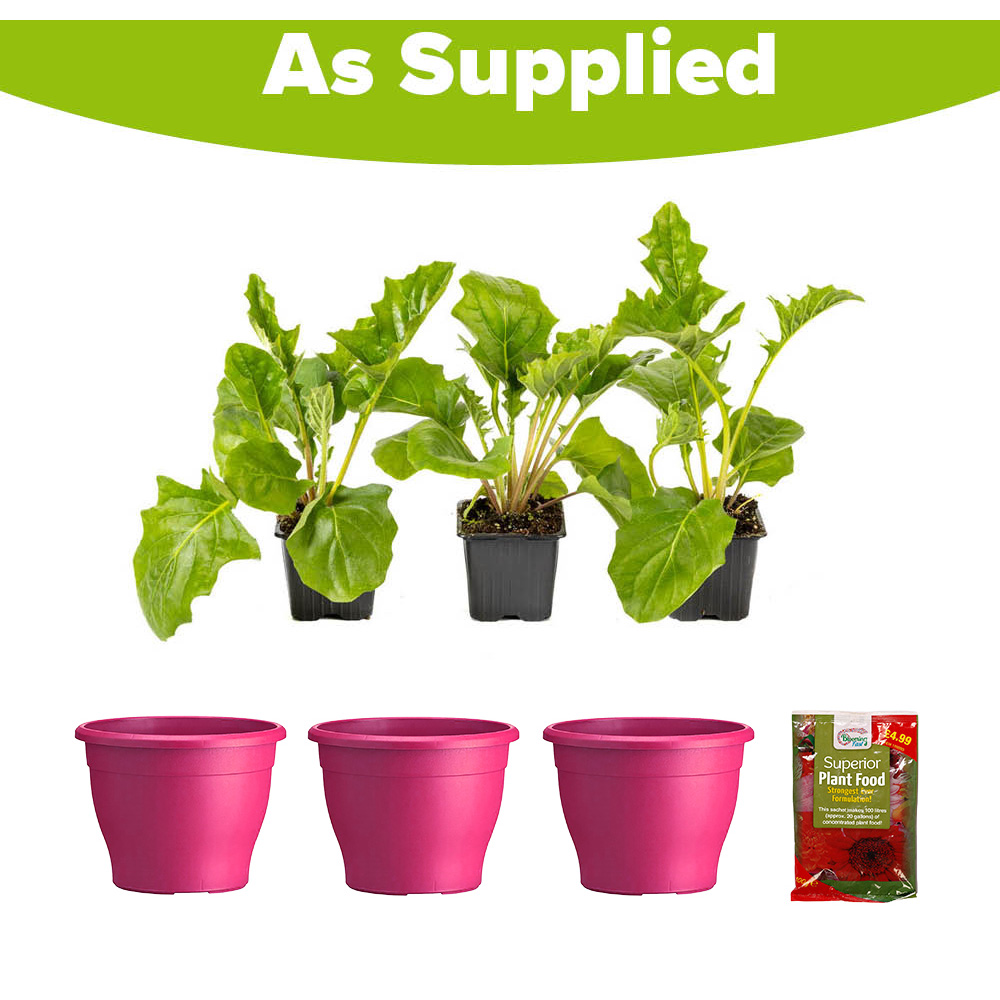 YouGarden Pink Gerbera Sunshaper Collection Plant Pot with Fertiliser 3 Pack Image 5