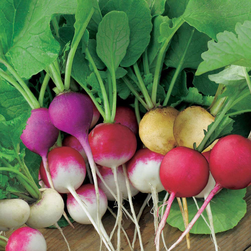 Wilko Radish Bright Lights Seeds Image 1