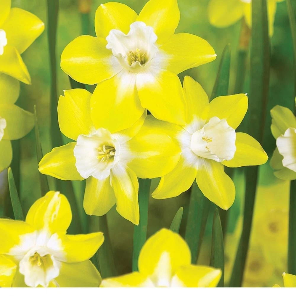 Thompson and Morgan Daffodil Jonquilla Pipit Planting Bulb 8 Pack Image 3