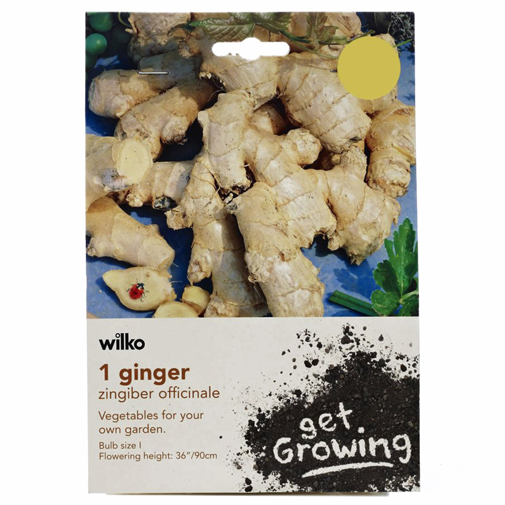 Wilko Ginger Planting Bulb Image 2
