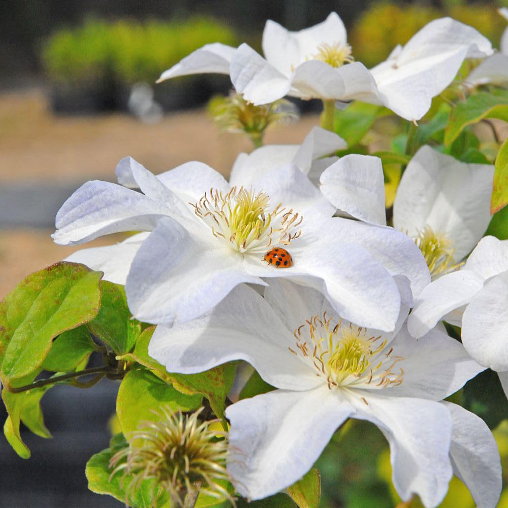 Thompson and Morgan Clematis Viticella Yukikomachi Plant Pot 3L Image 1