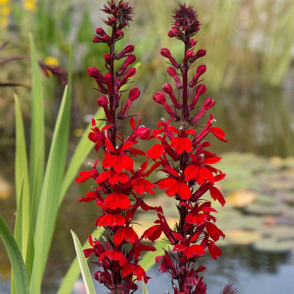 Thompson and Morgan Lobelia Cardinalis Plant Pot 9cm Image 3