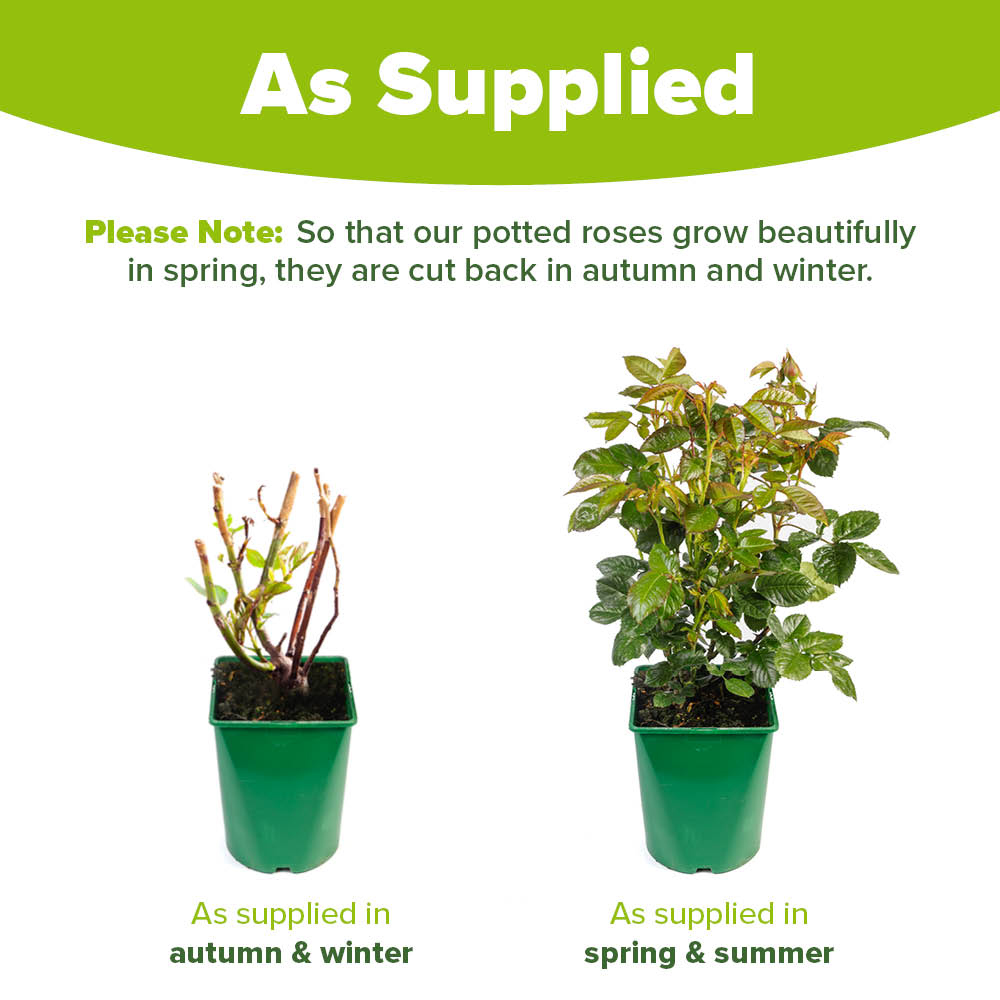 YouGarden Rose Old English Collection Plant in Pot 4.5L 2 Pack Image 4