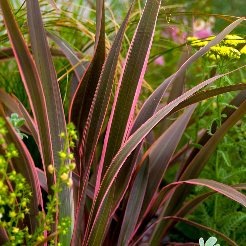 wilko Phormium Sundowner Pink Plant 5L Pot Image 1