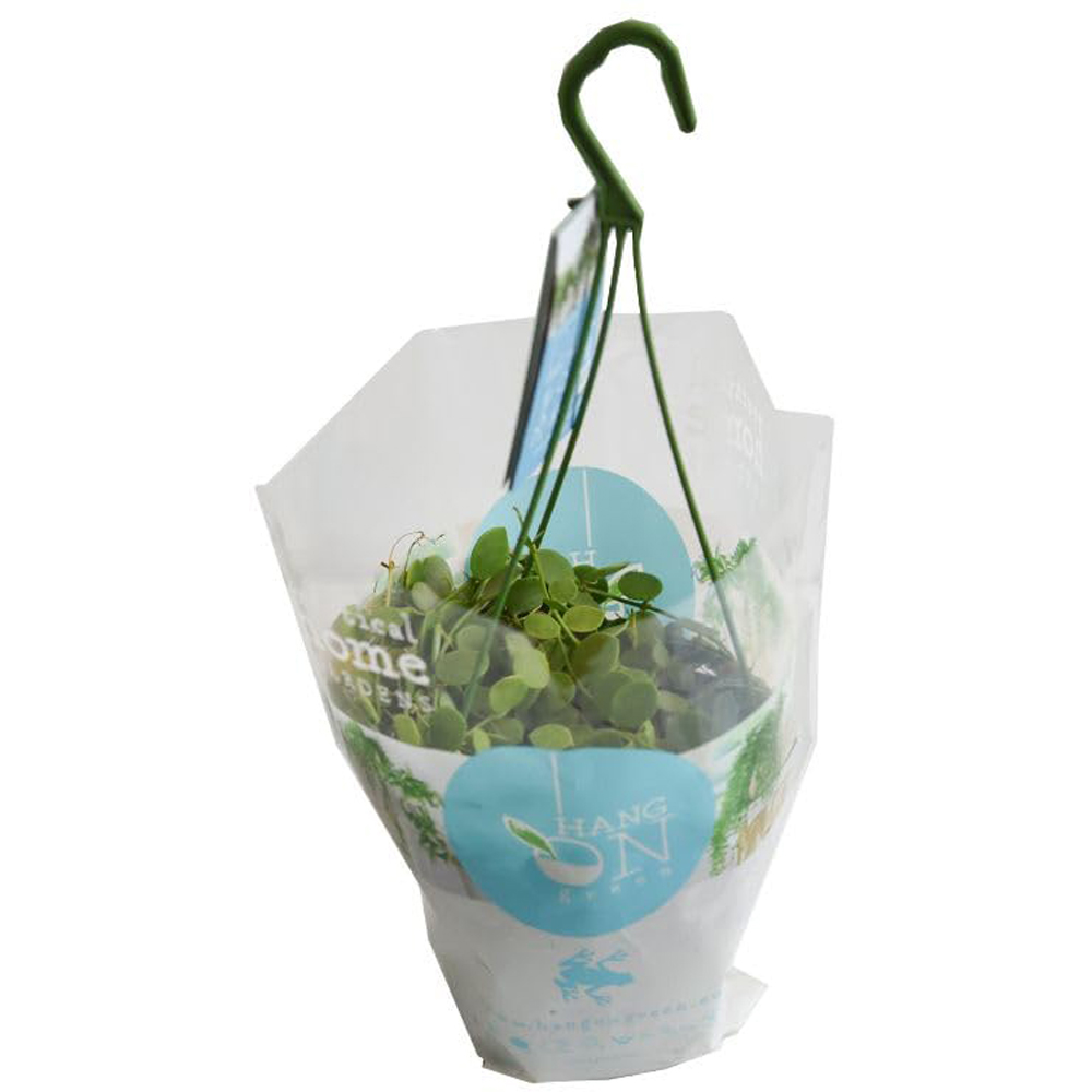 Thompson and Morgan Button Orchid Dischidia Nummularia Hanging Plant Pot 14cm 2 Pack Image 2