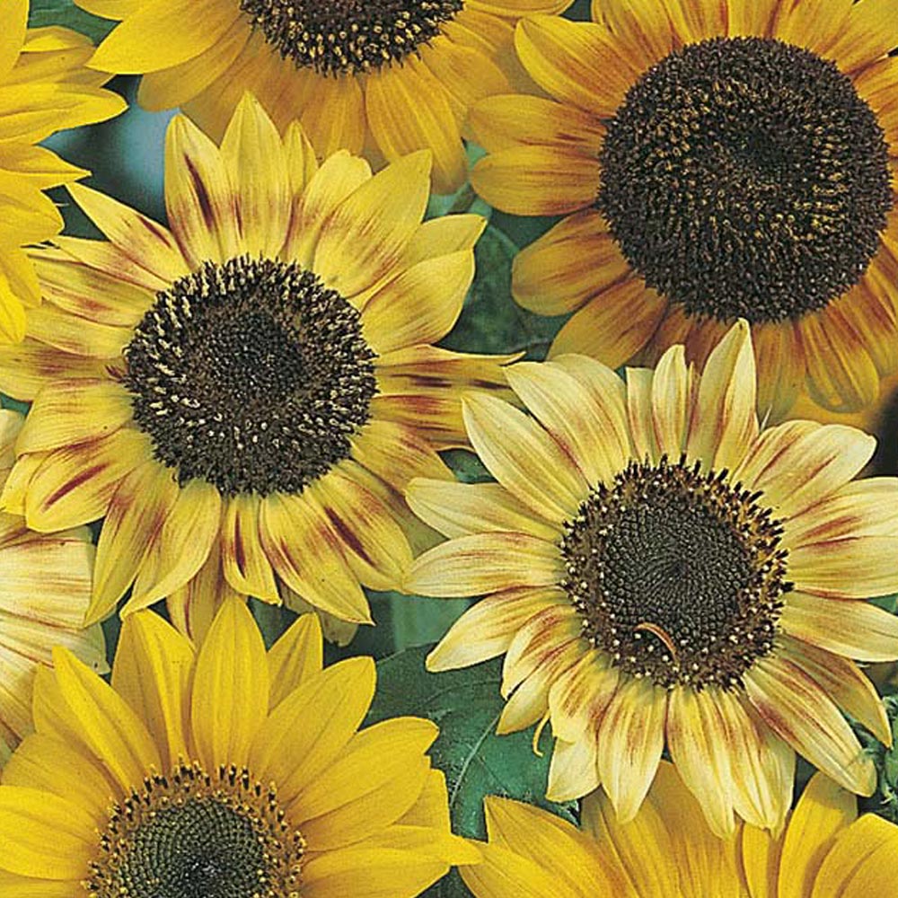 Wilko Sunflower Sunburst Seeds Image 2