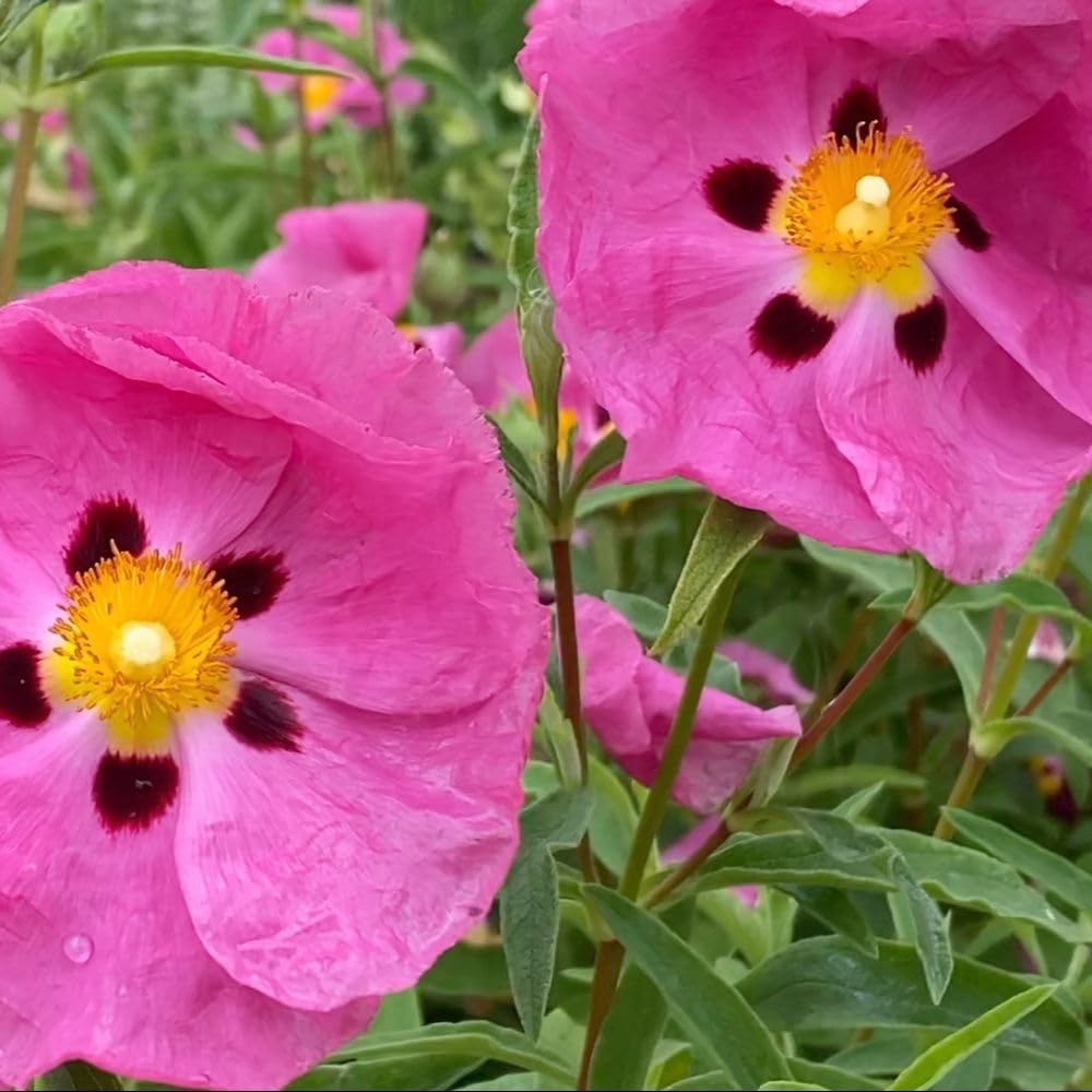 Thompson and Morgan Cistus x Purpureus Plant Pot 3L Image 2