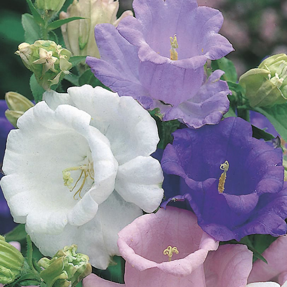 Johnsons Canterbury Bells Cup and Saucer Mix Seeds Image 2