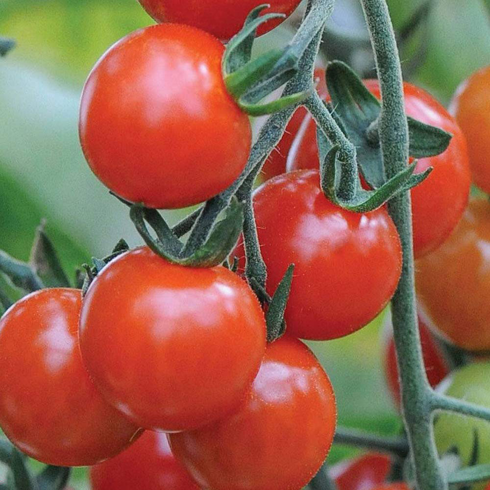 Thompson and Morgan Tomato Sweet Aperitif Postiplugs 6 Pack Image