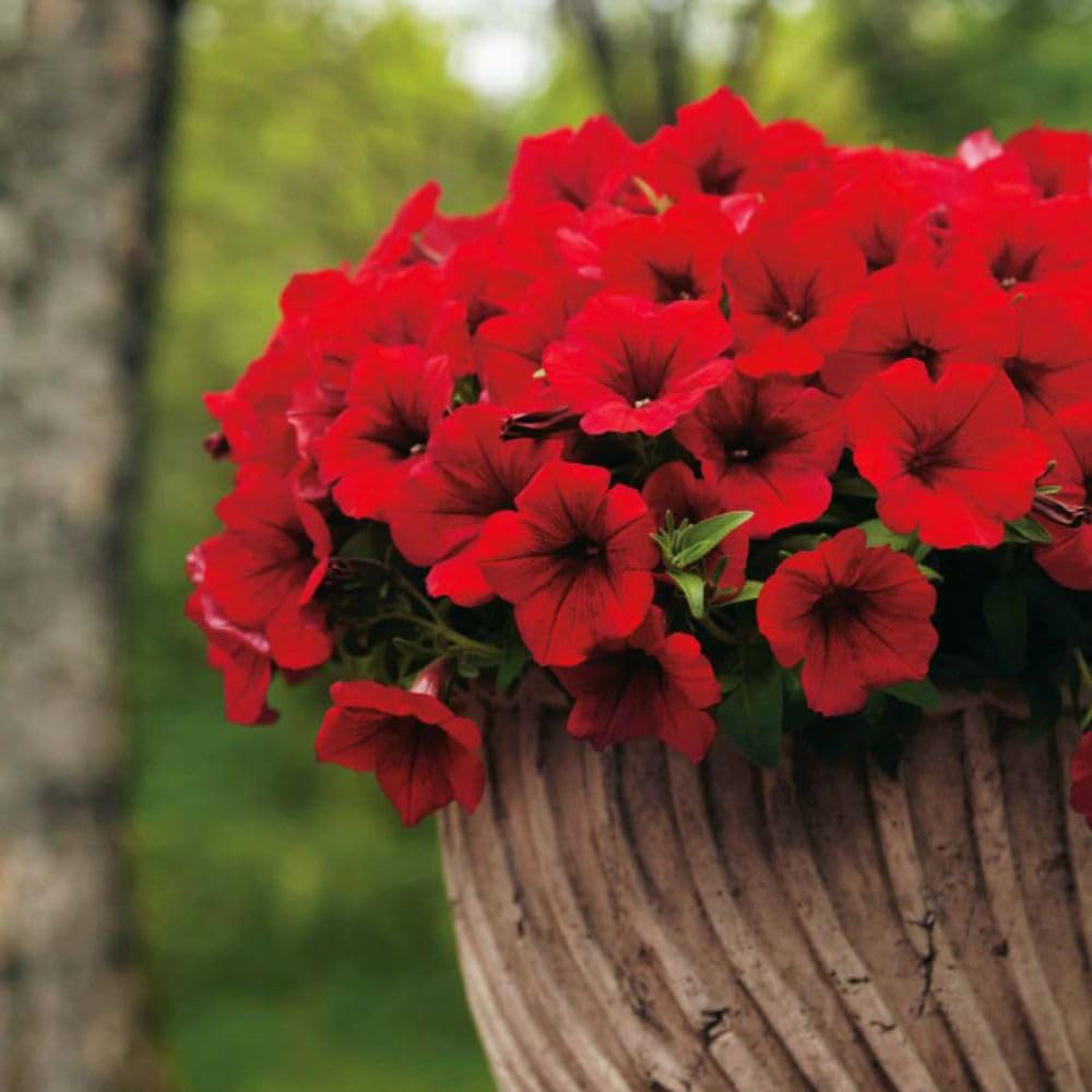 Thompson and Morgan Petunia Deep Red Trailing Surfinia Postiplug Plant 10 Pack Image 3