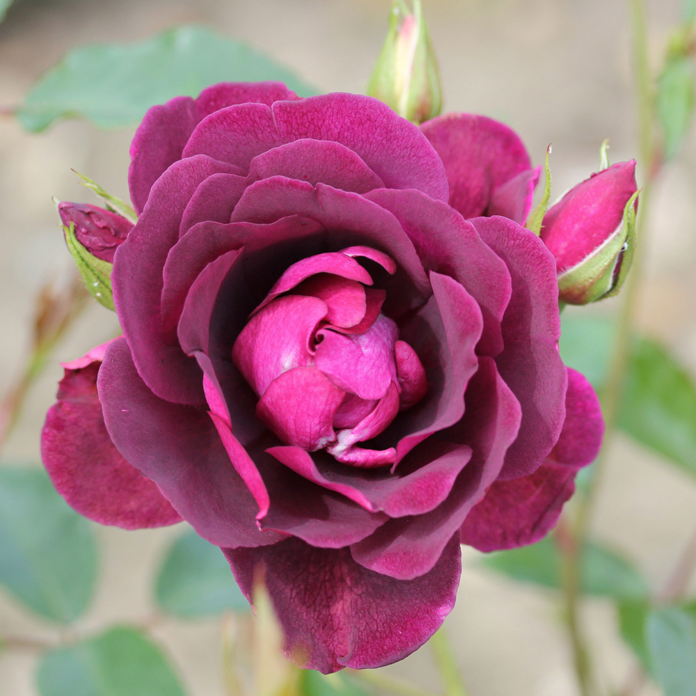 Wilko Clair Renaissance Rose 3-4L Pot Image 2