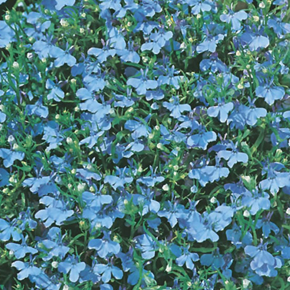 Johnsons Lobelia Cambridge Blue Flower Seeds Image 2
