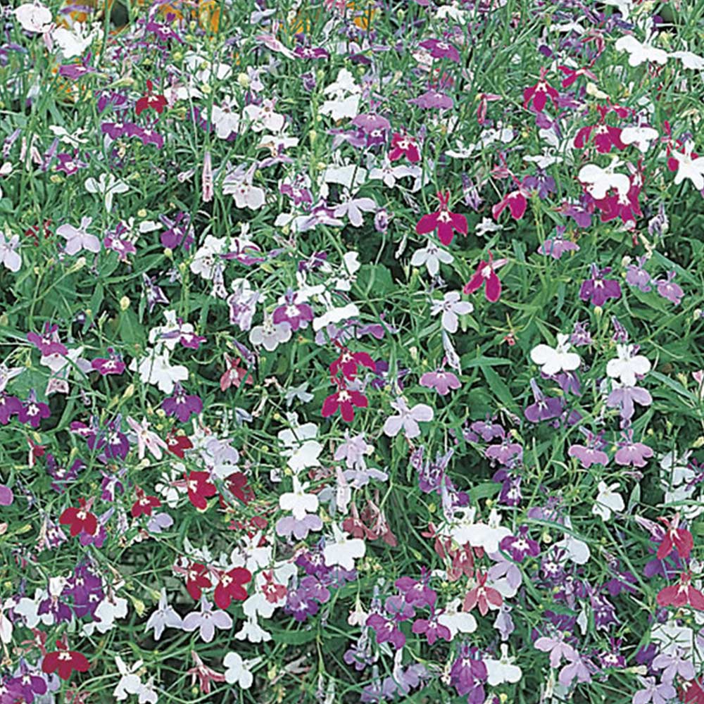 Johnsons Lobelia Trail Mix Colour Flower Seeds Image 2