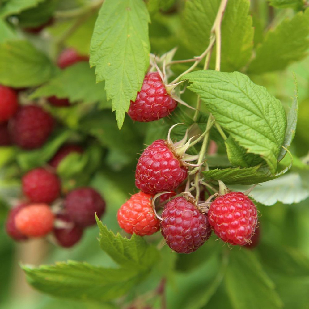Thompson & Morgan Raspberry Rubus Idaeus Glen Ample Cane Plant 12 Pack Image 1