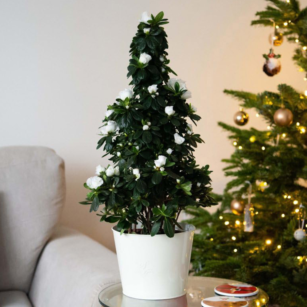 Thompson and Morgan Christmas Gift Azalea White Pyramid Tree Pot 17cm Image 1