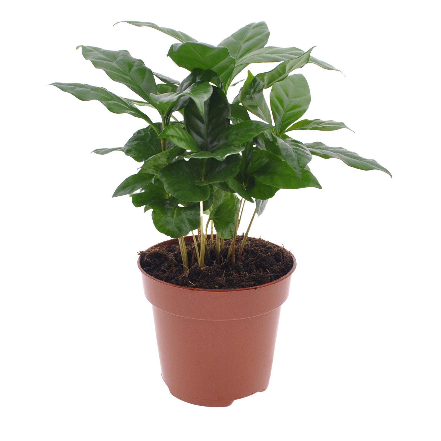 Coffea Arabica - Green Image