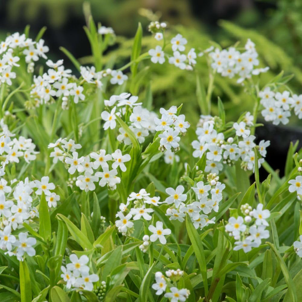 Thompson and Morgan Myosotis Palustris Alba Plant Pot 9cm Image 3