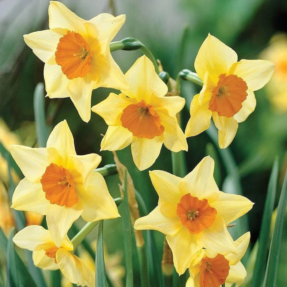 Thompson and Morgan Daffodil Super Scented Jonquilla Collection Spring Planting Bulb 160 Pack Image 5