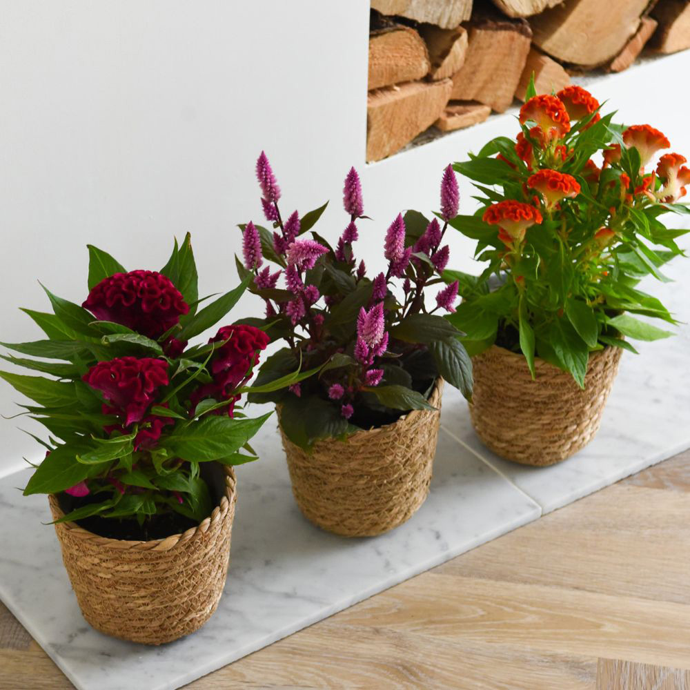 Thompson and Morgan Celosia Hot Topic Mix Potted Plant 2cm 2 Pack Image 1