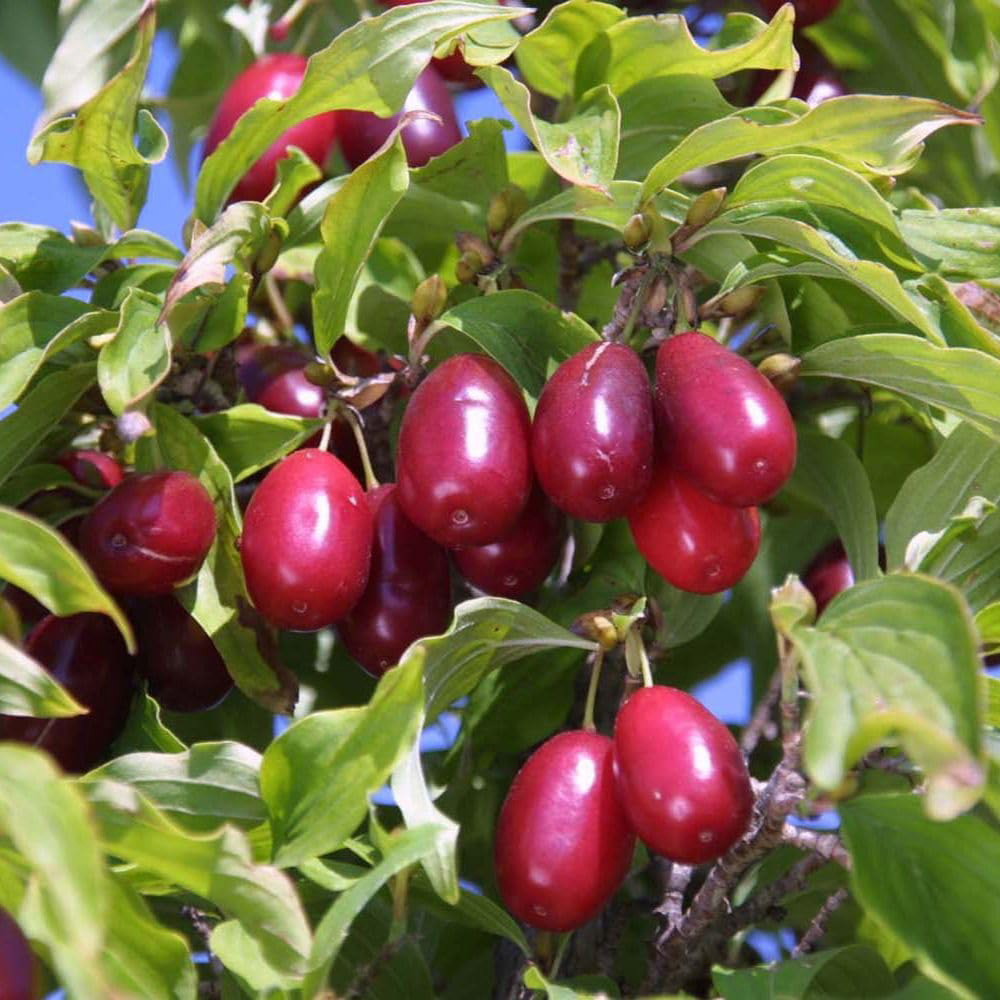Thompson and Morgan Cornus Mas Kasanlak Plant in Pot 7.5L Image 1