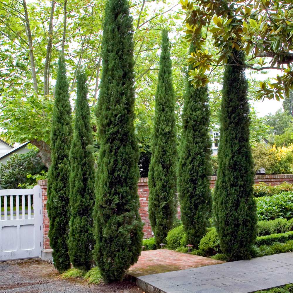 YouGarden Pair of Italian Cypress Trees 90 to 120cm Tall Image 1