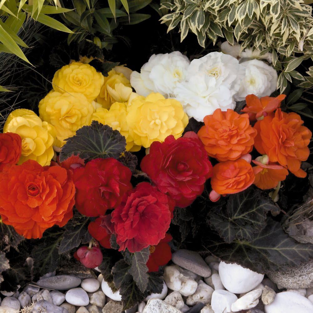 Thompson and Morgan Begonia Nonstop Mocca Mixed Plant Plug 48 Pack Image 1