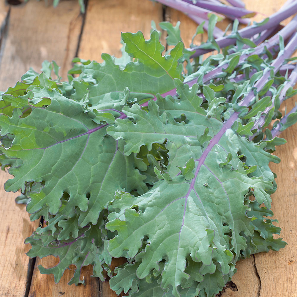 Johnsons Kale Red Russian Seeds Image 1