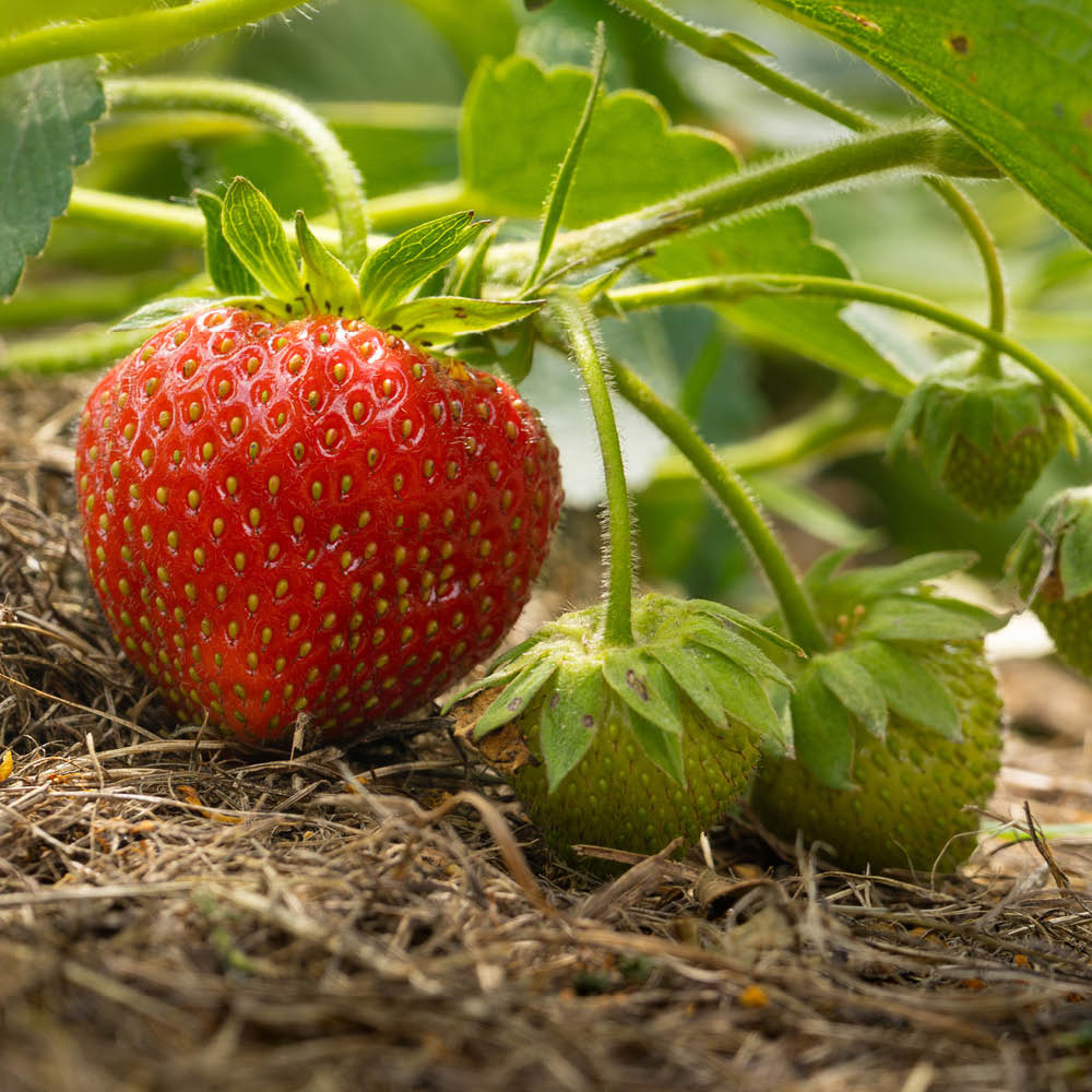 YouGarden Everbearer Sweet Summer Bare Root Strawberry Runners 24 Pack Image 2