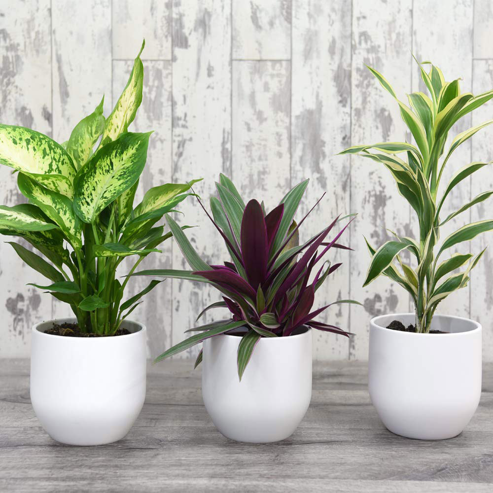 Evergreen Air Purifying Indoor Mix Collection Plant Pot 12cm 3 Pack Image 4