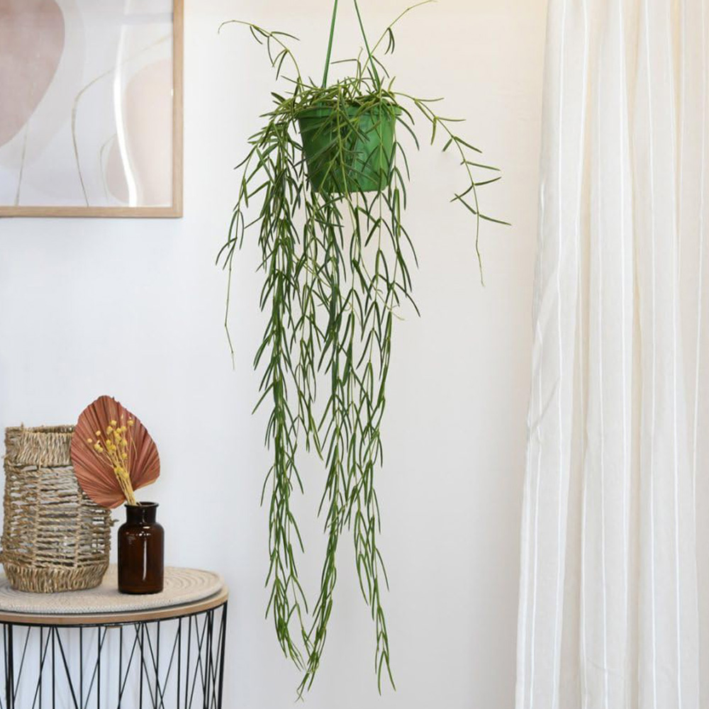 Thompson and Morgan Hoya Linearis Hanging Basket 12cm 2 Pack Image 1