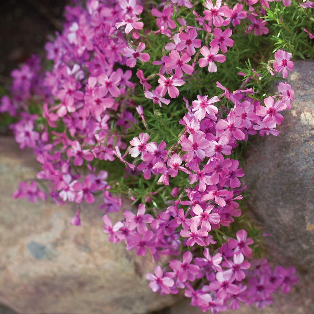 Thompson and Morgan Creeping Phlox Collection 2023 Ground Cover Perennial 10 Postiplugs Image 4