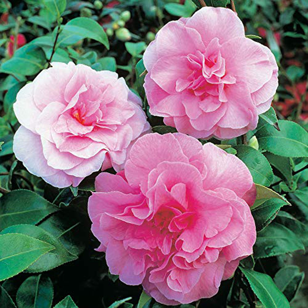 Thompson and Morgan Camellia Tricolour Outdoor Hardy Evergreen Shrub Plant Pot 15cm 2 Pack Image 3
