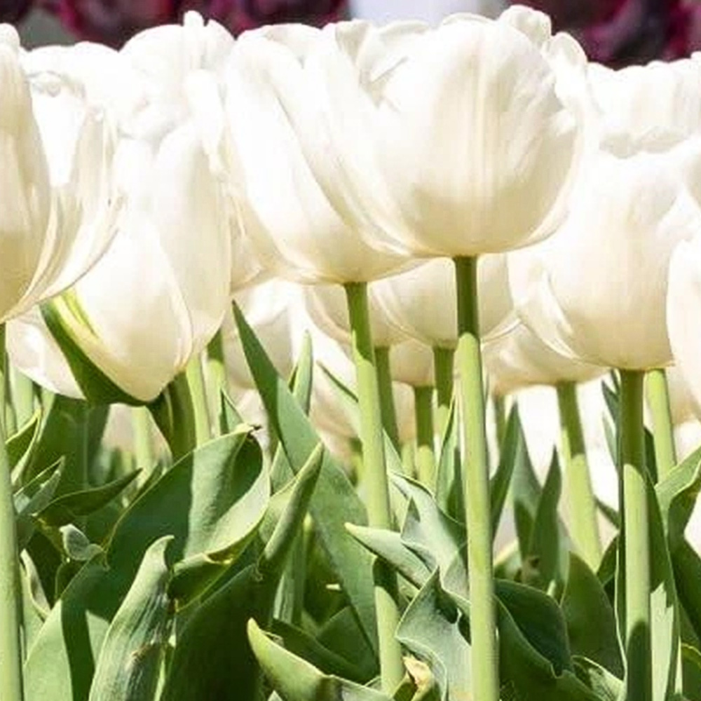 Thompson and Morgan Tulip Single Early White Prince Planting Bulb 32 Pack Image 1