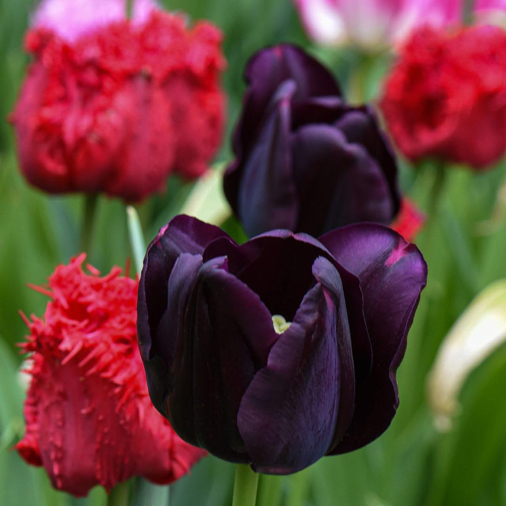 Thompson and Morgan Tulip Berry Sorbet Bulbs 16 Pack Image 1