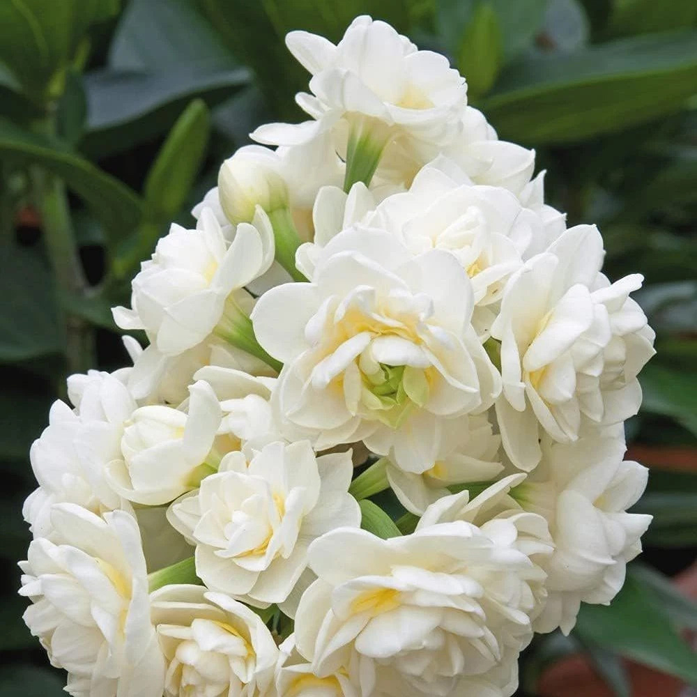 Thompson and Morgan Daffodil Erlicheer Planting Bulb 16 Pack Image 1