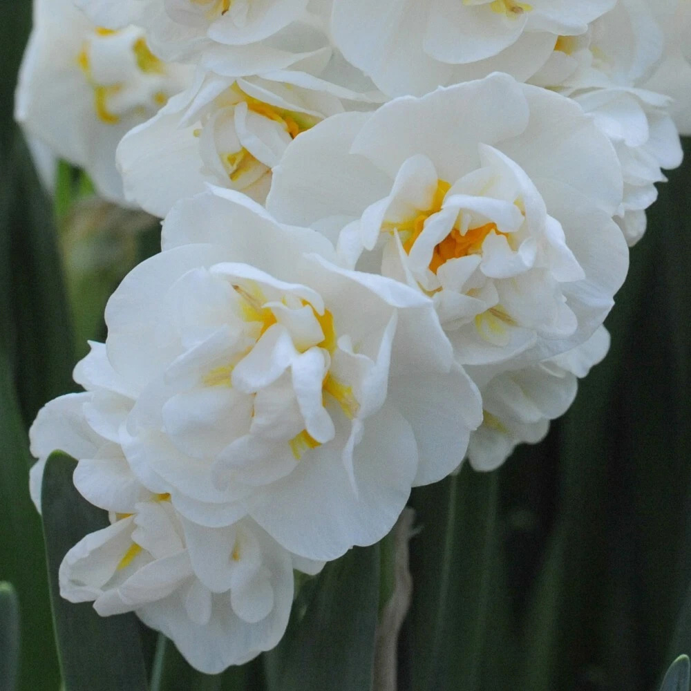 Thompson and Morgan Daffodil Cheerfulness White Planting Bulb 8 Pack Image 3