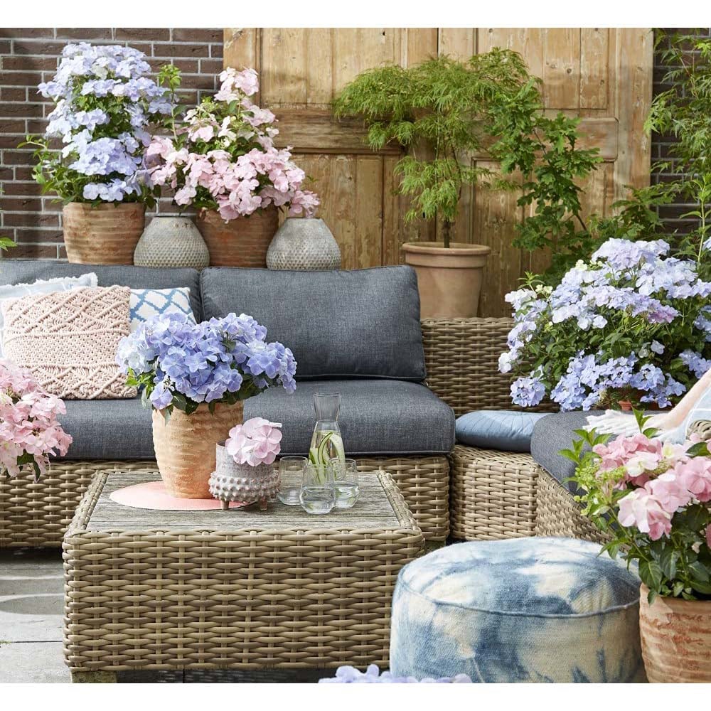 Thompson and Morgan Hydrangea French Bolero Plant Pot 13cm Image 9