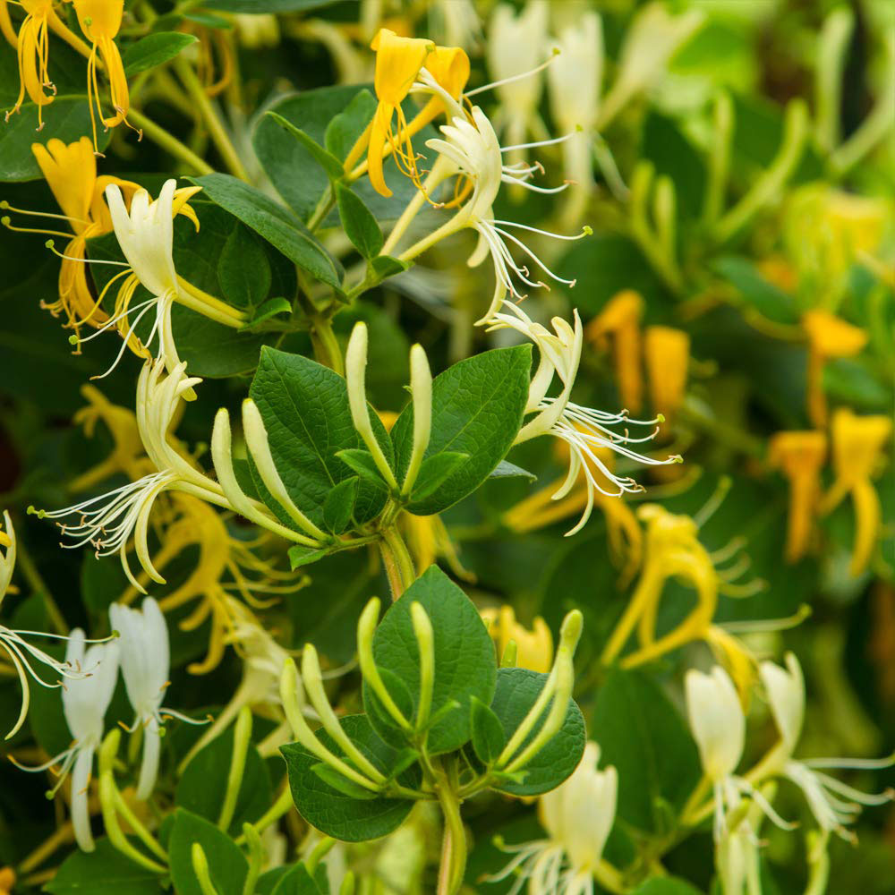 Thompson & Morgan Lonicera Japonica Halls Prolific Potted Plant 3L Image 2