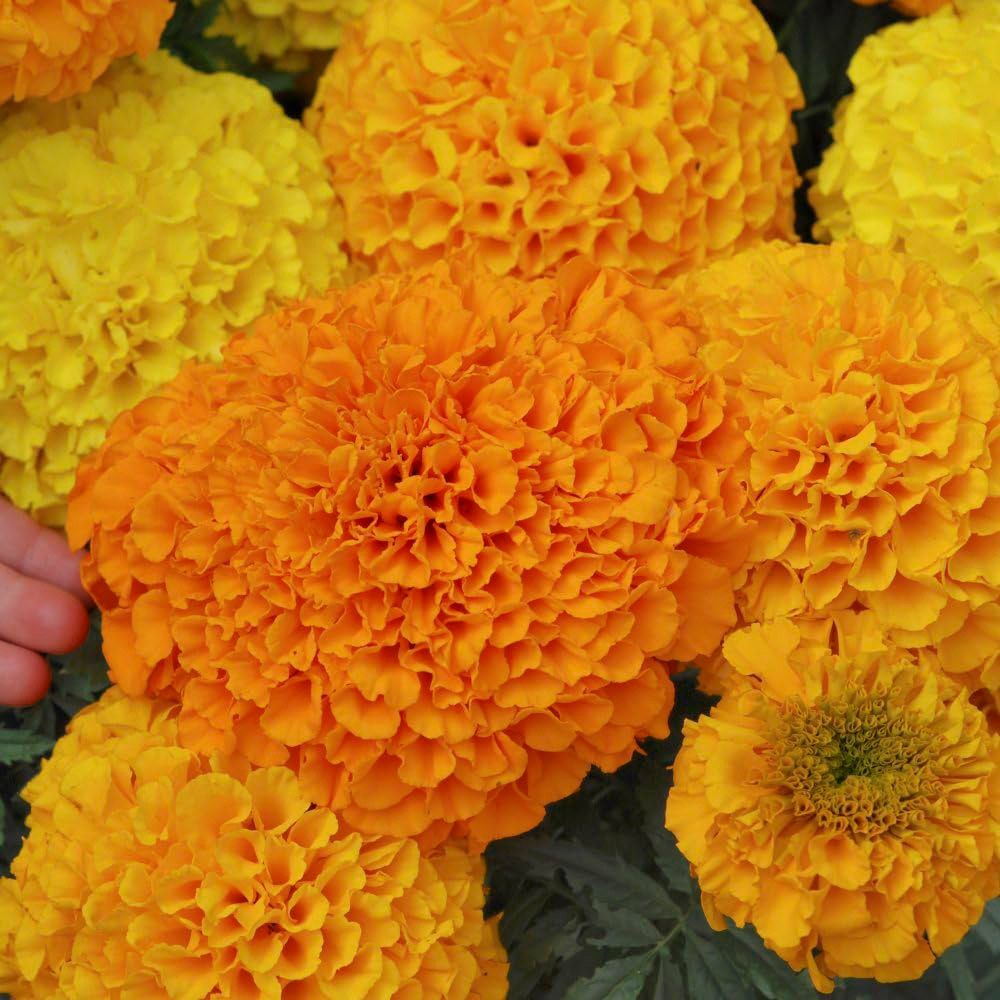 Thompson and Morgan Marigold Marvel Mix Garden Ready Plant 30 Pack Image 2