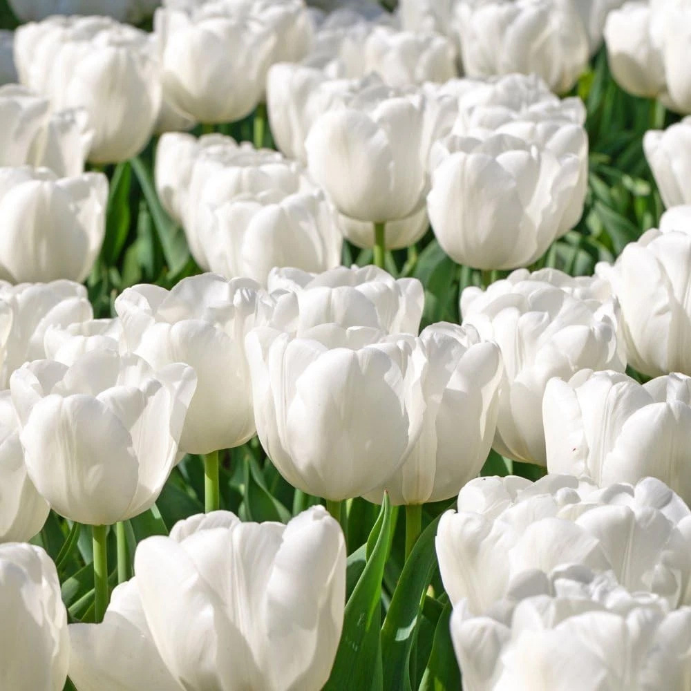 Thompson and Morgan Tulip Single Early White Prince Planting Bulb 32 Pack Image 3
