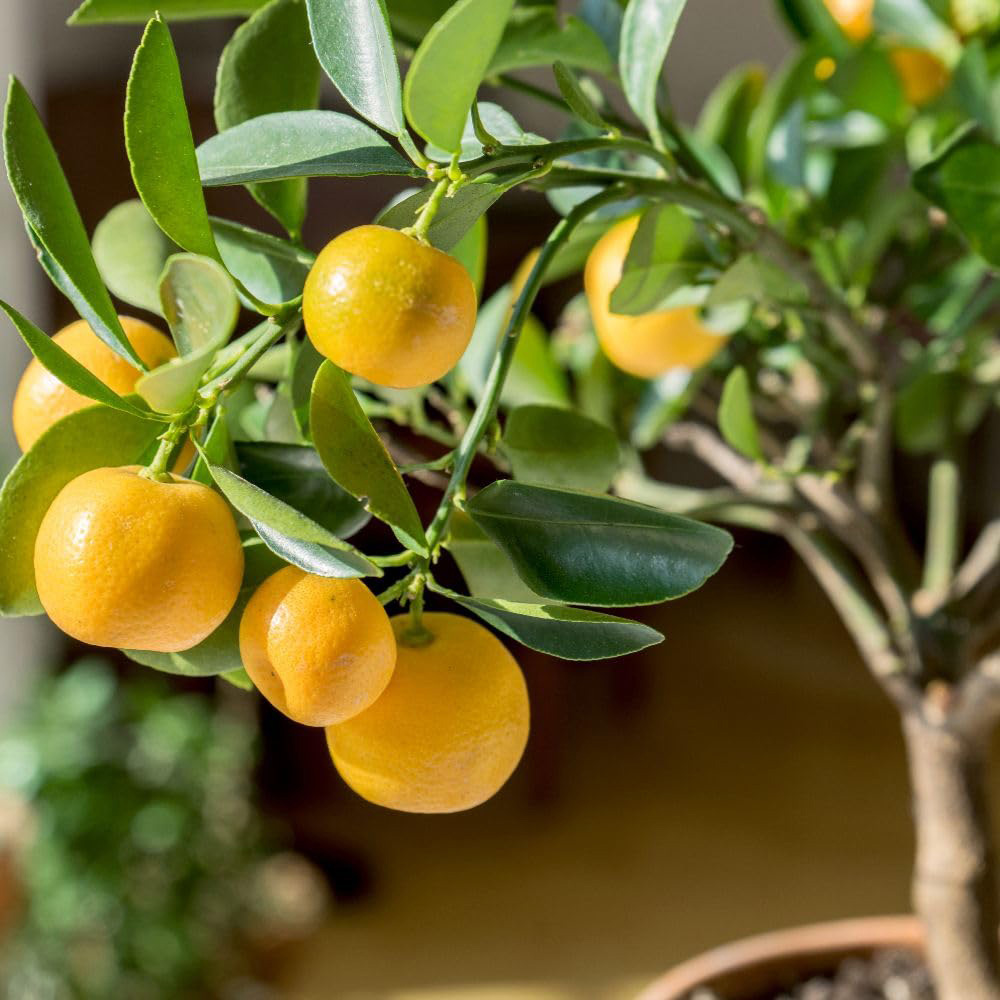 Thompson and Morgan Citrus Calamondin Plant Pot 3L 2 Pack Image 1