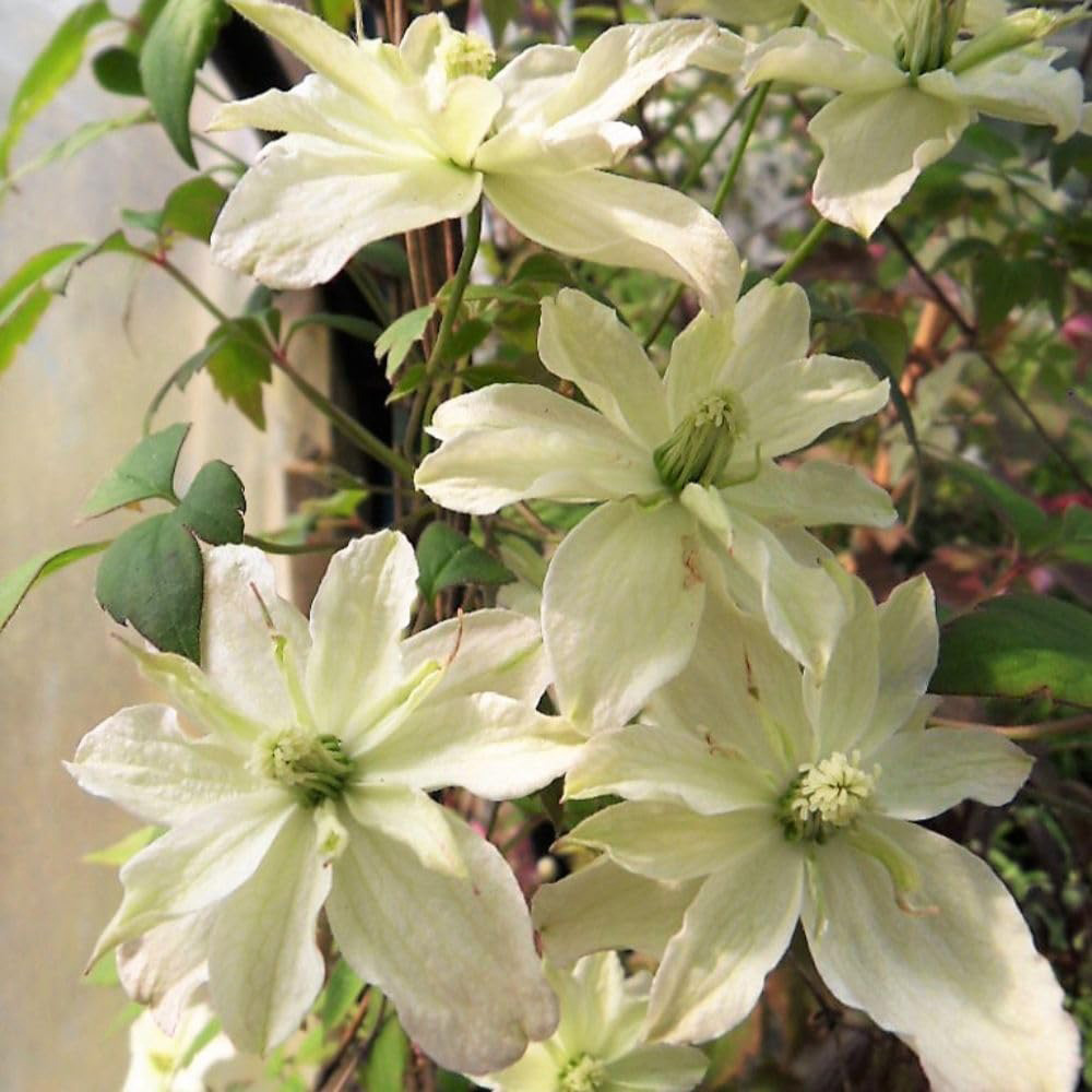 Thompson and Morgan Clematis Montana Champagne Truffle Plant Pot 3L Image 1
