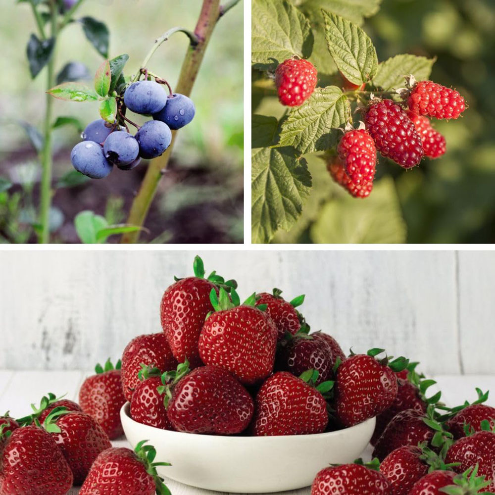 Thompson and Morgan Berry Trio Collection Plant Pot 9cm 3 Pack Image 1