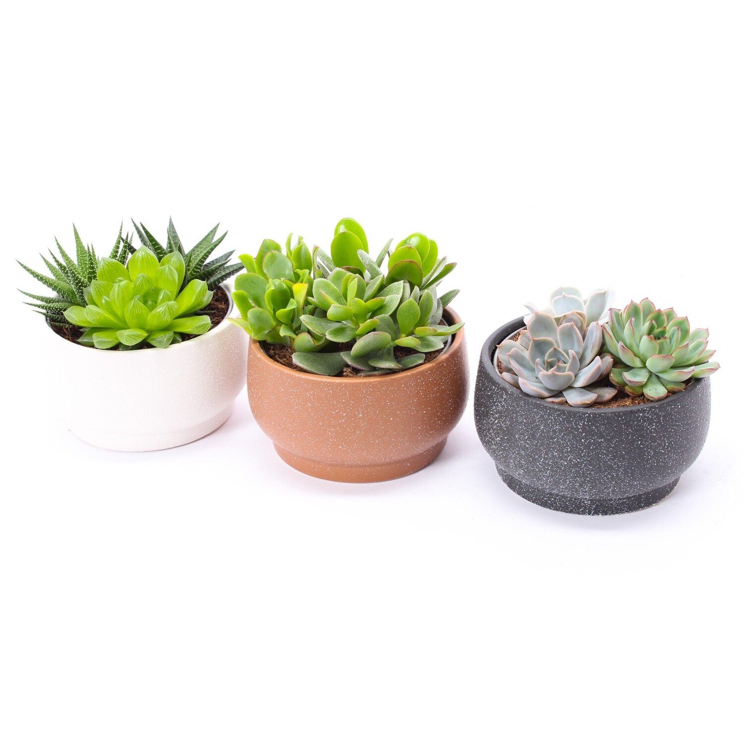 Succulent Plant in Bowl - Multicolour Image