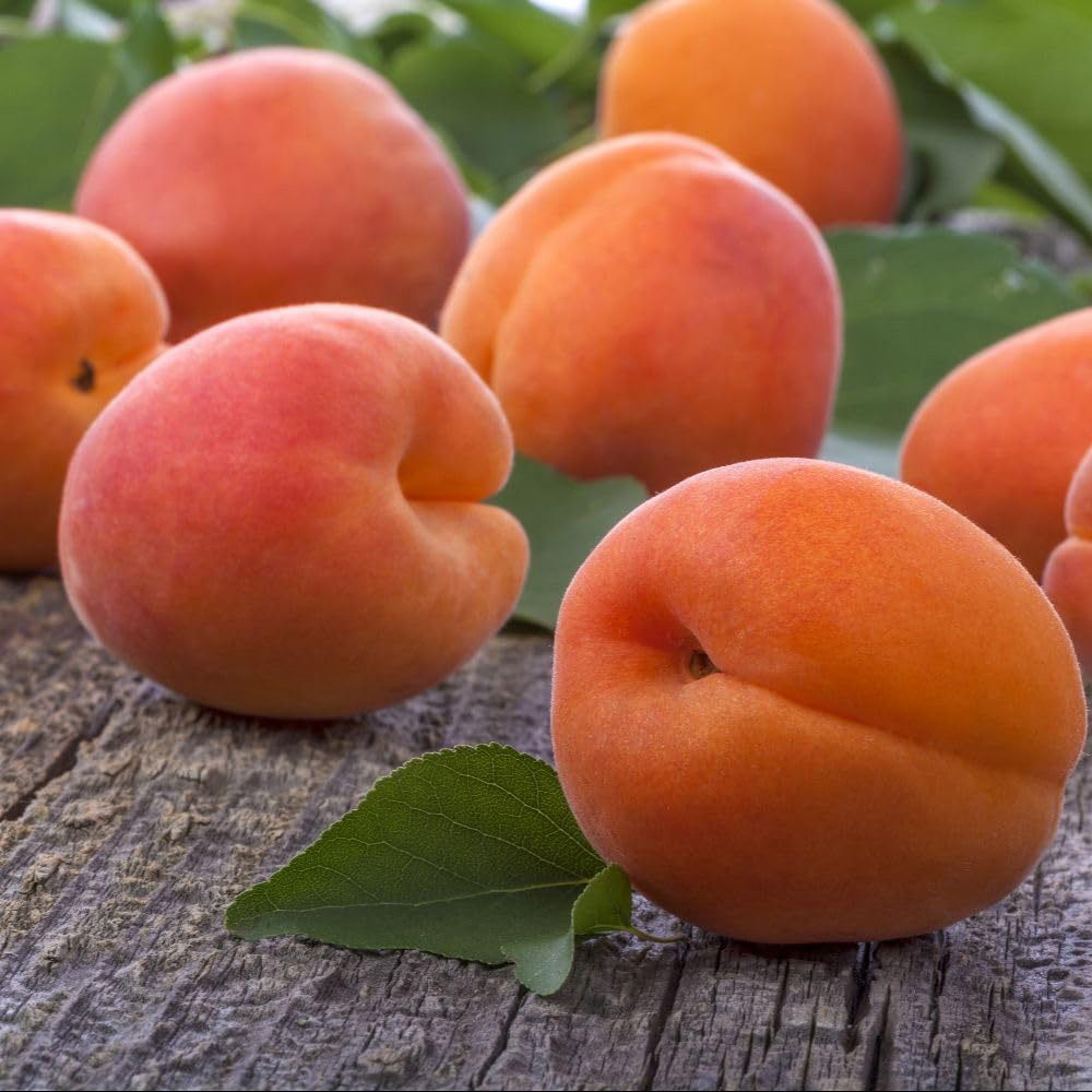 Thompson and Morgan Apricot Flavourcot Bare Root Tree 2 Pack Image 1